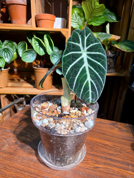 Alocasia ninja 忍者海芋