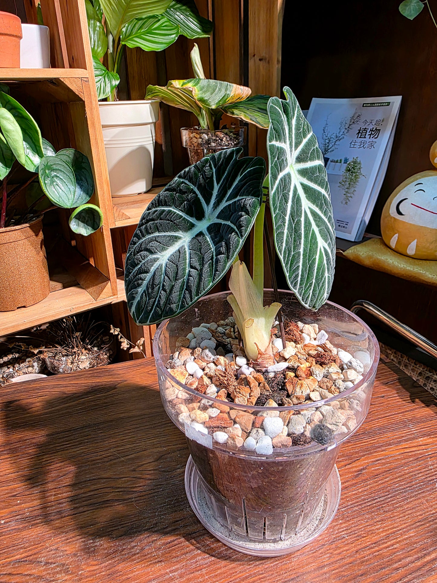 Alocasia ninja 忍者海芋