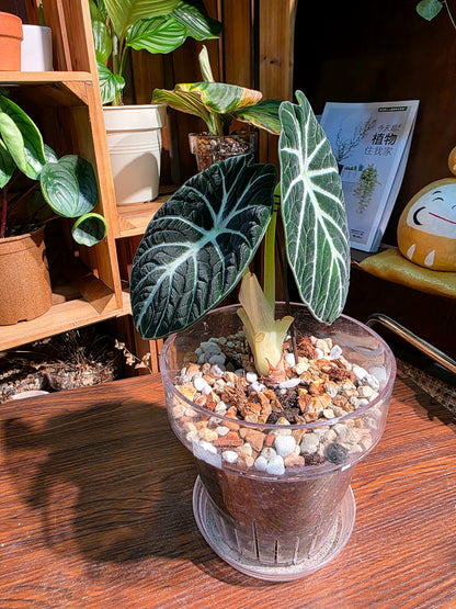 Alocasia ninja 忍者海芋