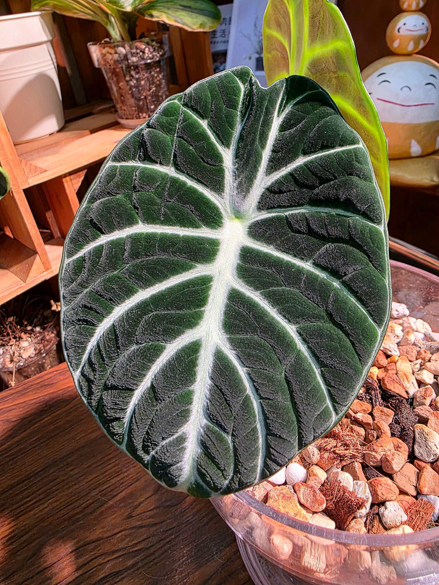 Alocasia ninja 忍者海芋