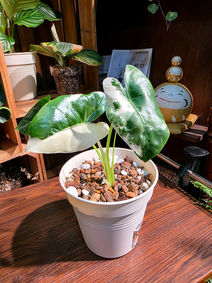 Alocasia macrorrhiza variegated 斑葉姑婆芋