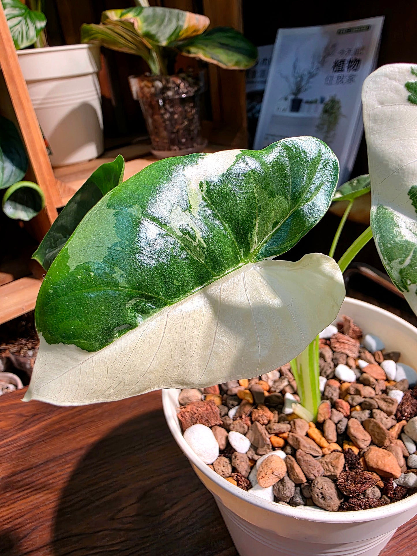 Alocasia macrorrhiza variegated 斑葉姑婆芋