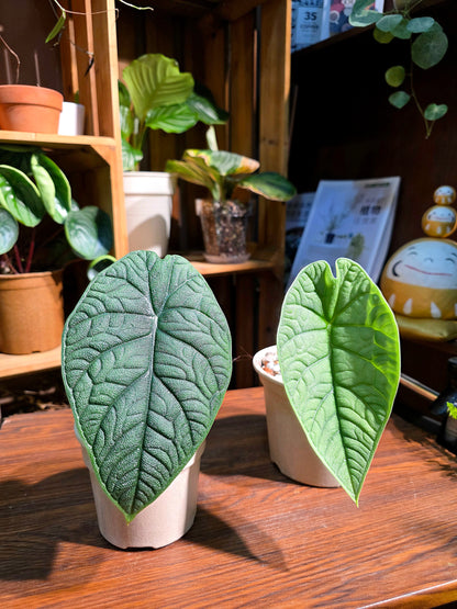 Alocasia melo 犀牛皮海芋