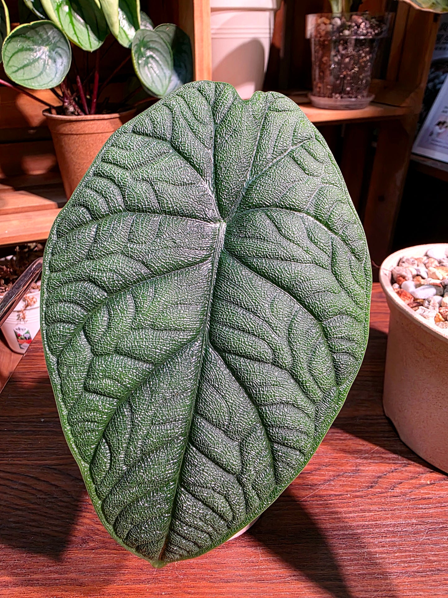 Alocasia melo 犀牛皮海芋