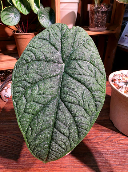 Alocasia melo 犀牛皮海芋