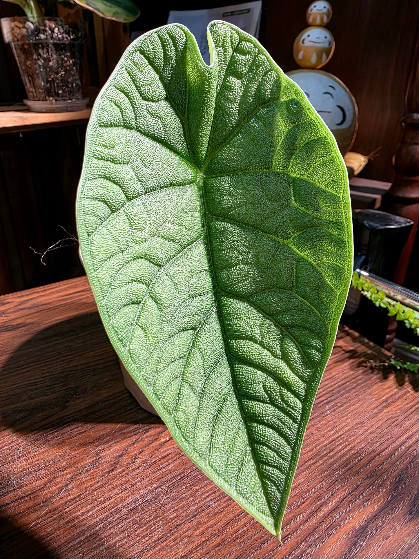 Alocasia melo 犀牛皮海芋