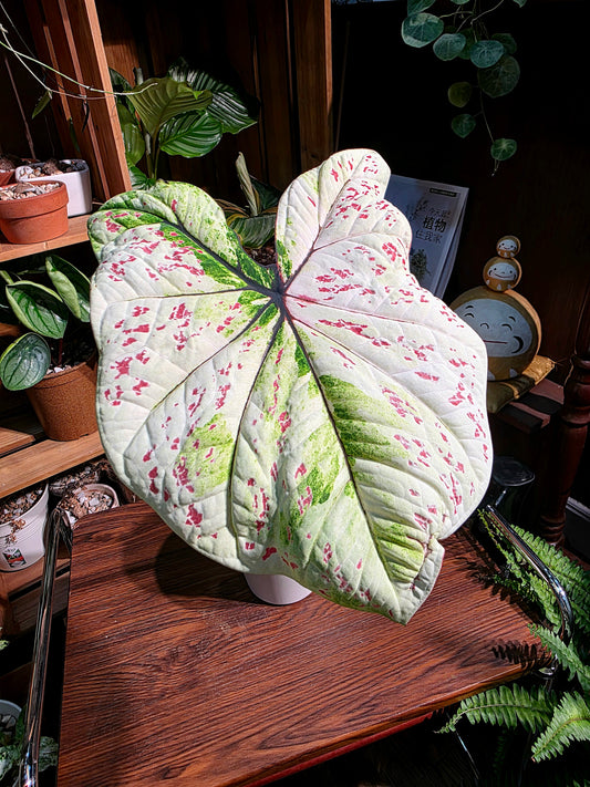 Caladium sp 米蘭彩葉芋