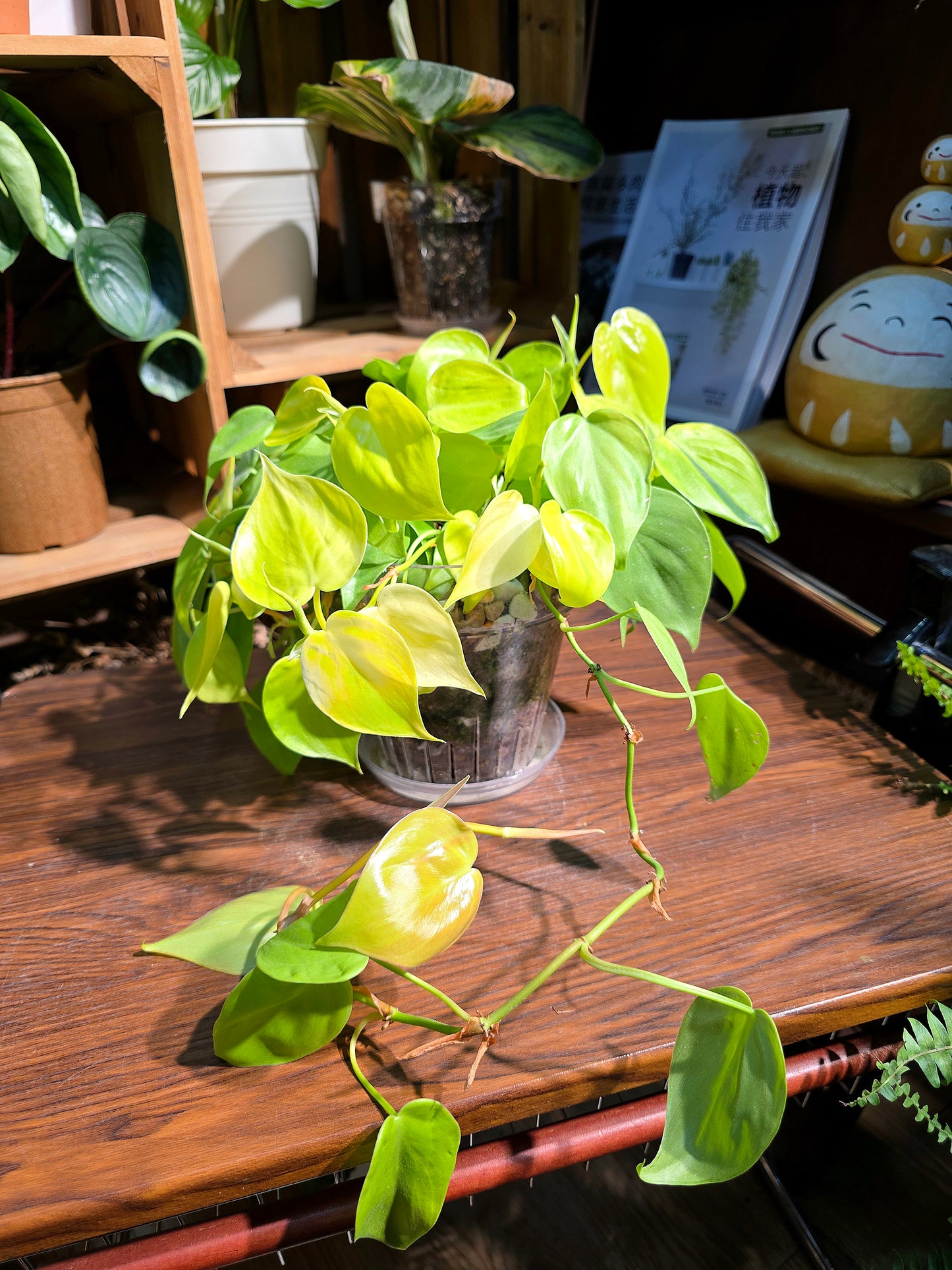 Philodendron lemon lime 檸檬汁蔓綠絨