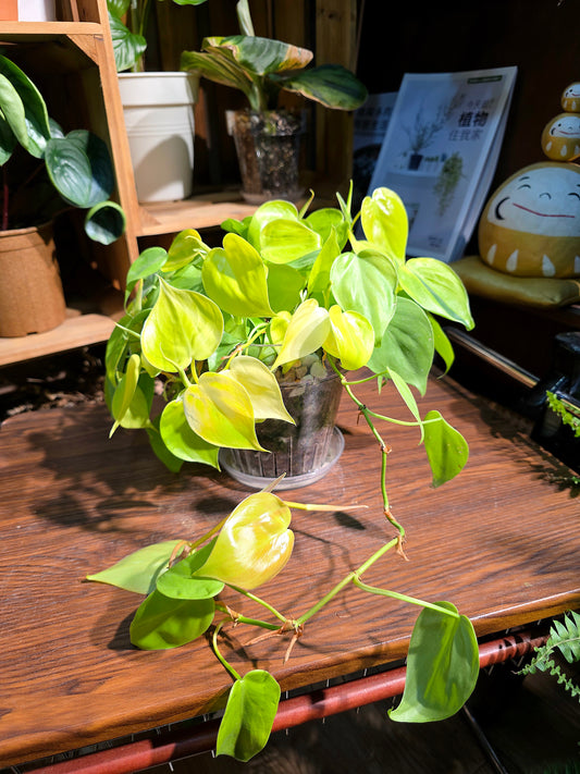 Philodendron lemon lime 檸檬汁蔓綠絨