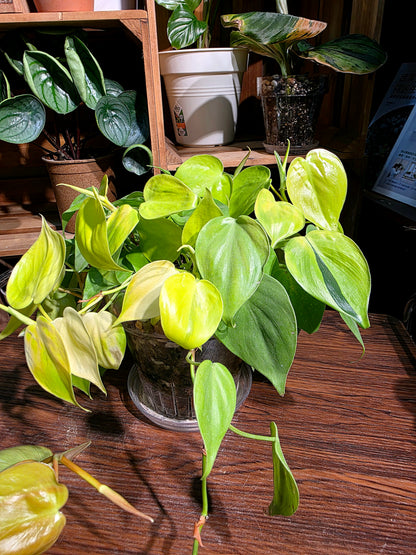Philodendron lemon lime 檸檬汁蔓綠絨