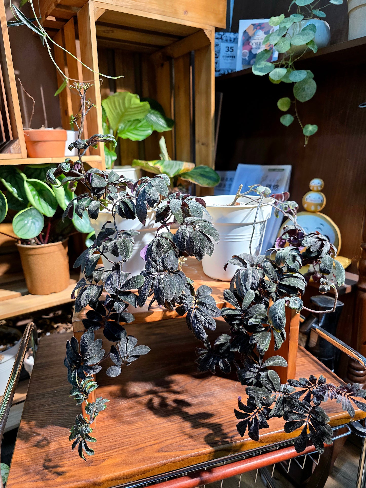 Solanum uleaum 厄瓜多爾茄子