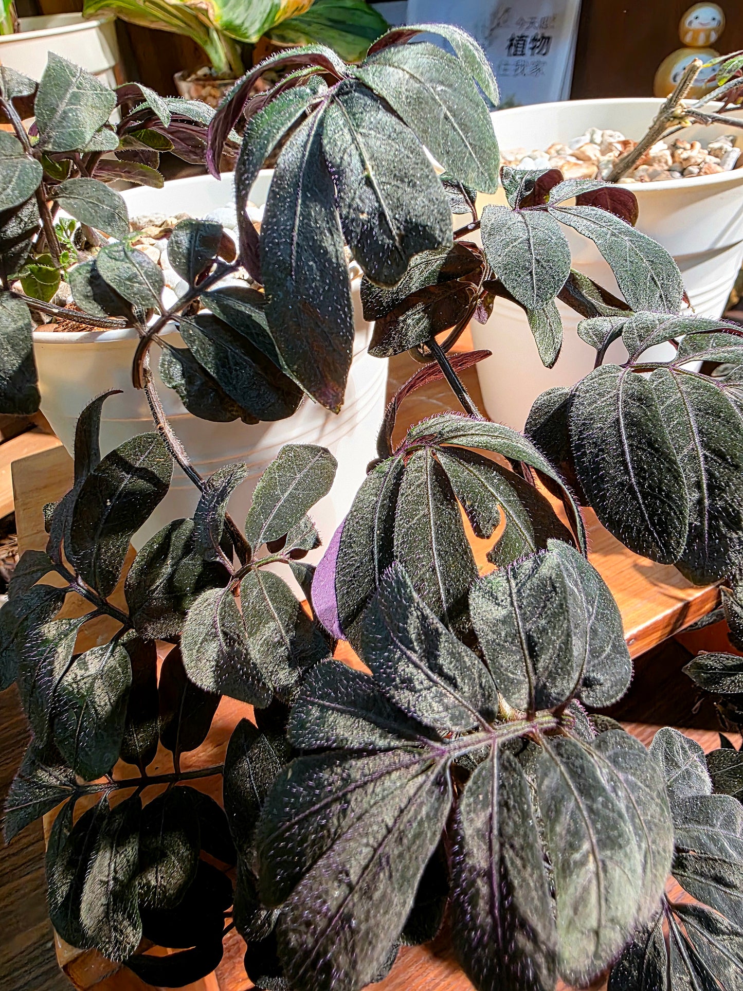 Solanum uleaum 厄瓜多爾茄子