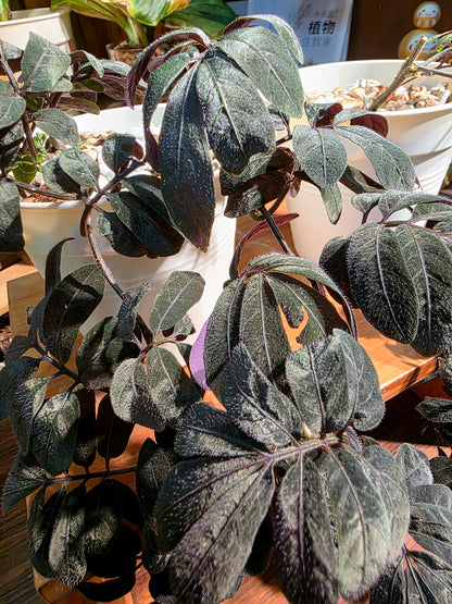 Solanum uleaum 厄瓜多爾茄子
