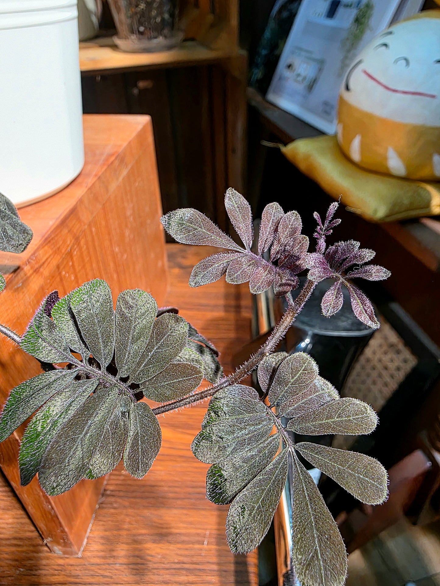 Solanum uleaum 厄瓜多爾茄子