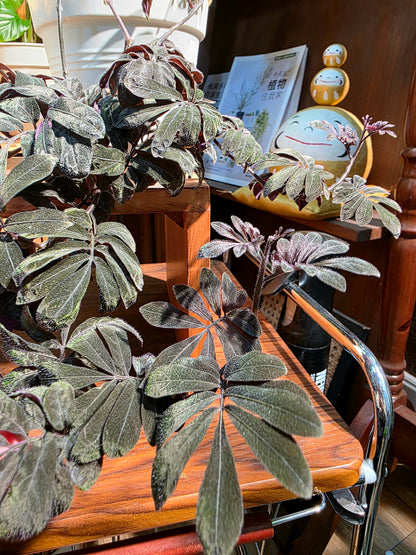 Solanum uleaum 厄瓜多爾茄子