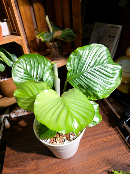 Calathea orbifolia 青蘋果竹芋