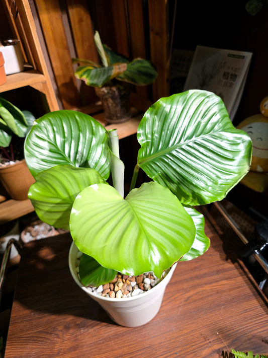 Calathea orbifolia 青蘋果竹芋