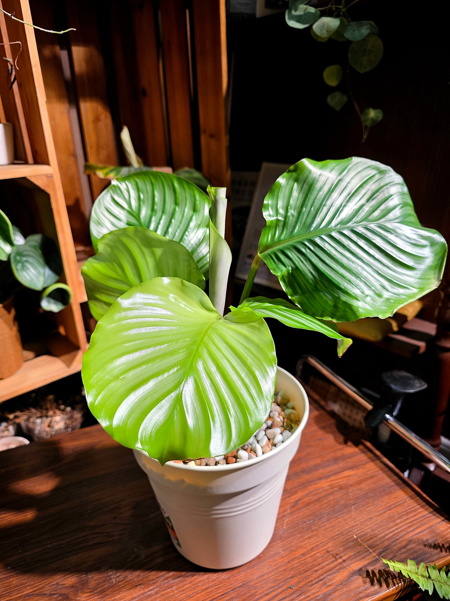 Calathea orbifolia 青蘋果竹芋