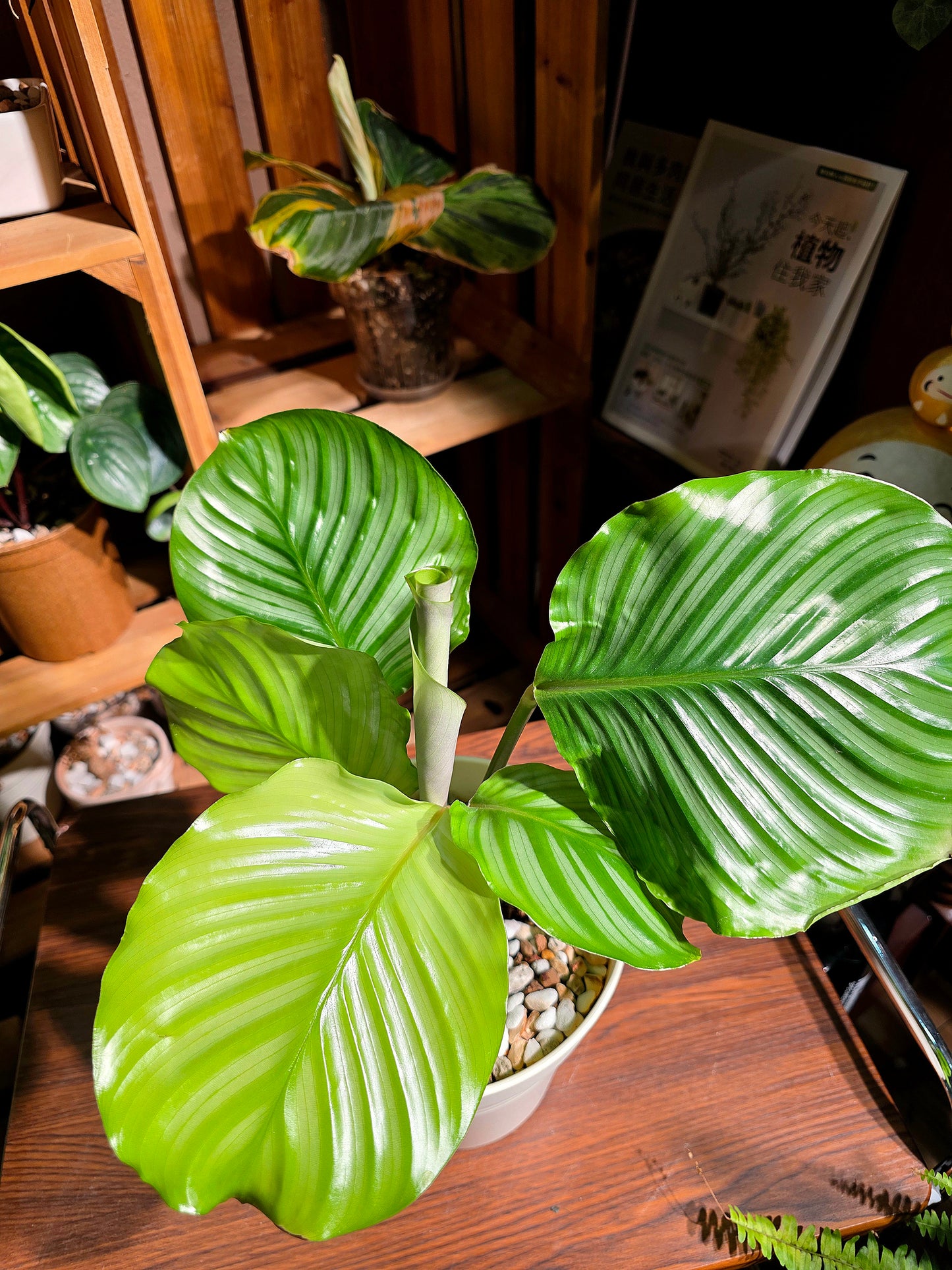 Calathea orbifolia 青蘋果竹芋