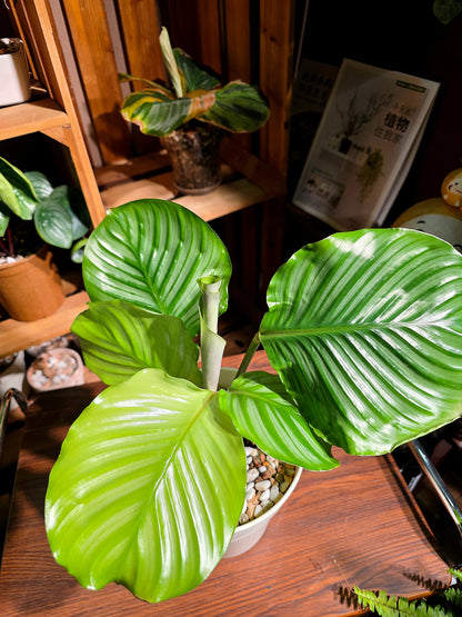 Calathea orbifolia 青蘋果竹芋