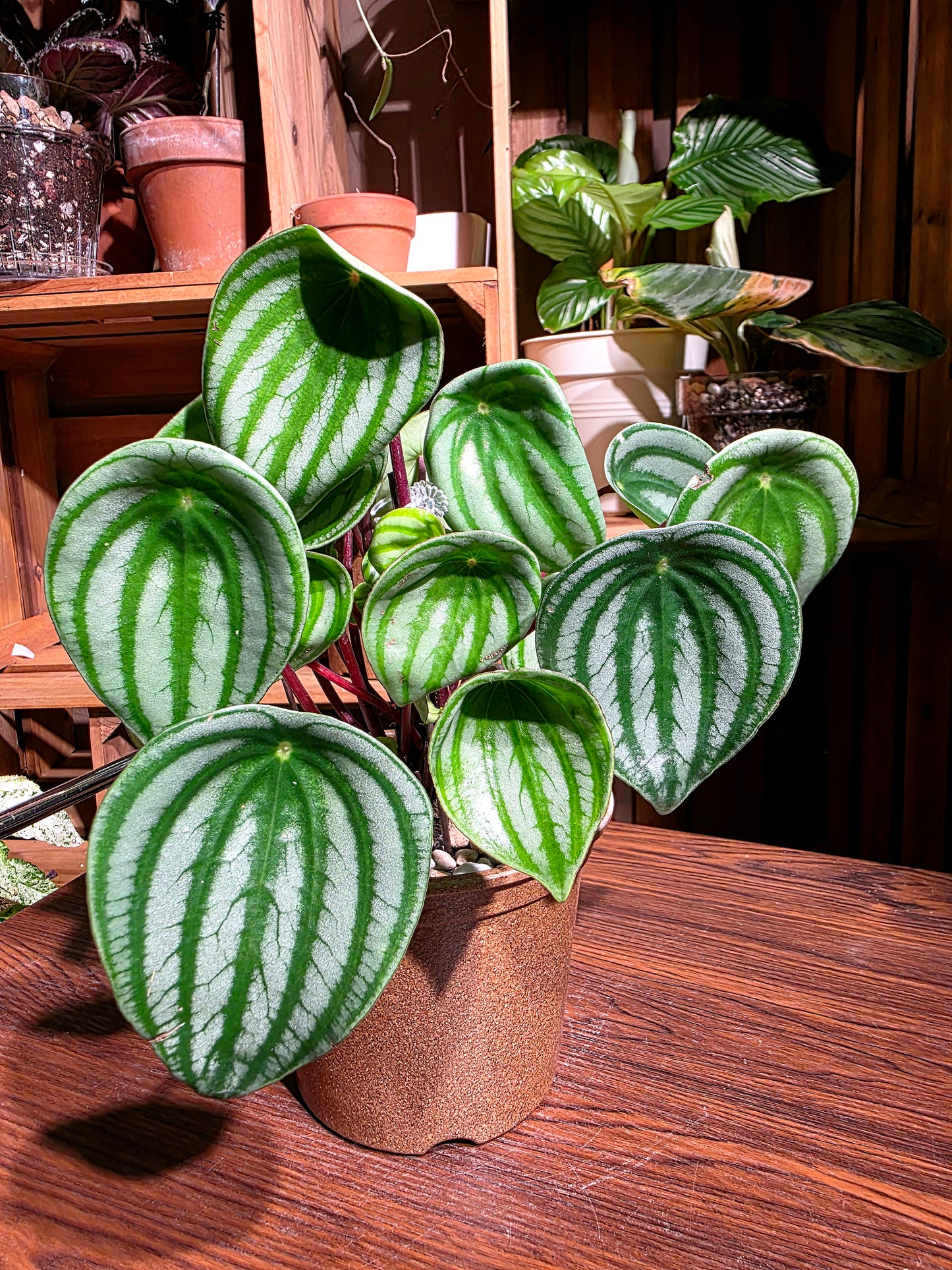 Peperomia sandersii 西瓜皮椒草