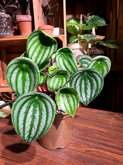 Peperomia sandersii 西瓜皮椒草