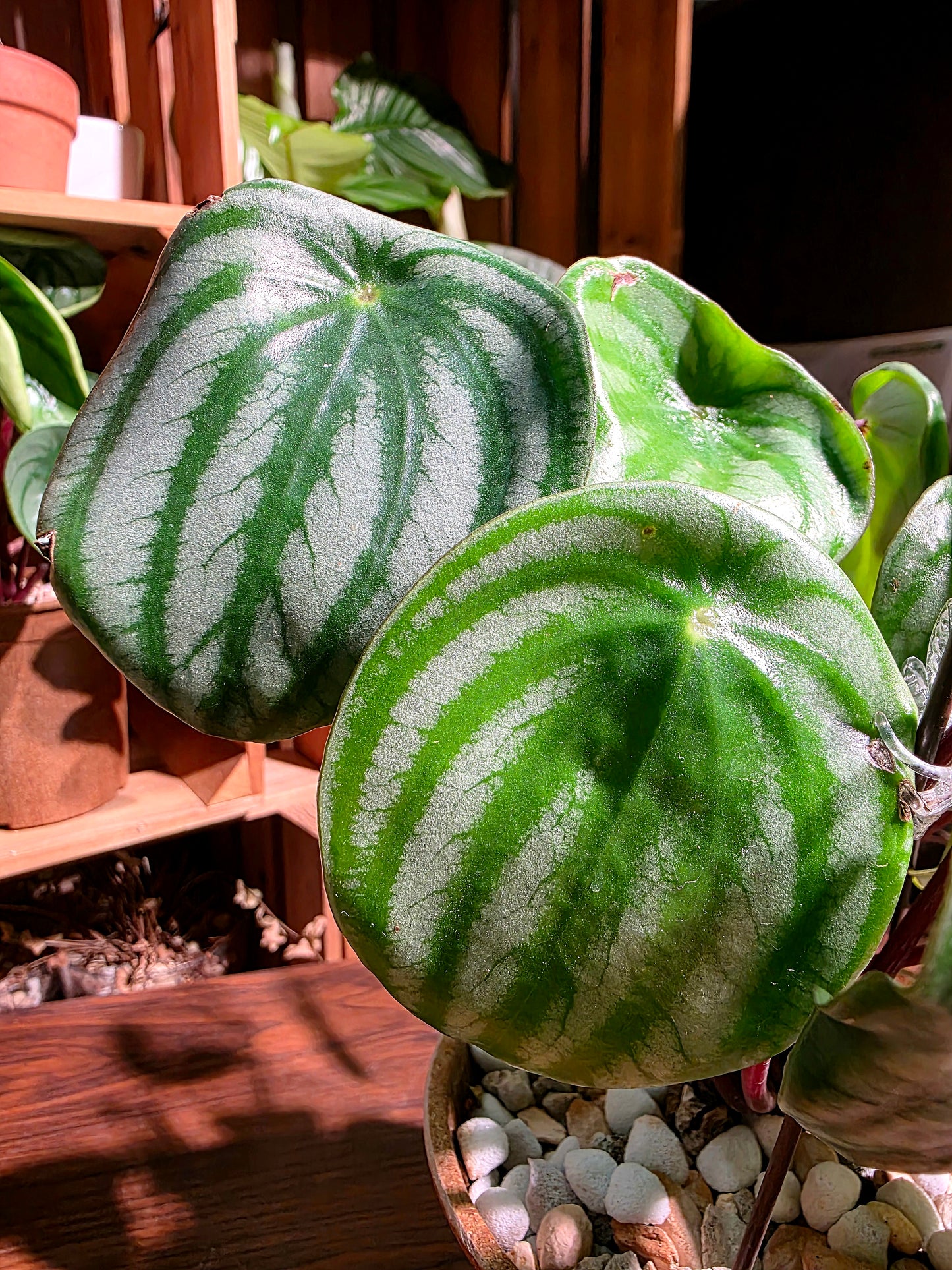Peperomia sandersii 西瓜皮椒草