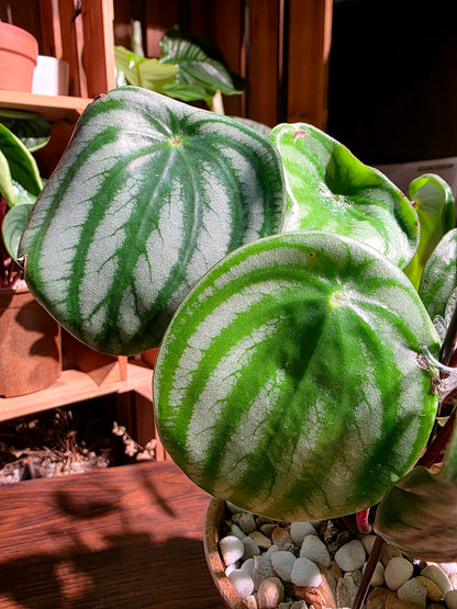 Peperomia sandersii 西瓜皮椒草
