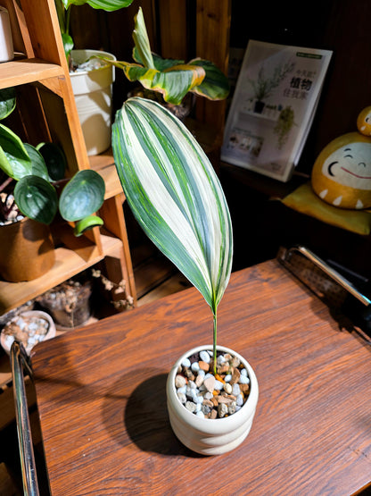 Aspidstra elatior variegated 斑葉一葉蘭