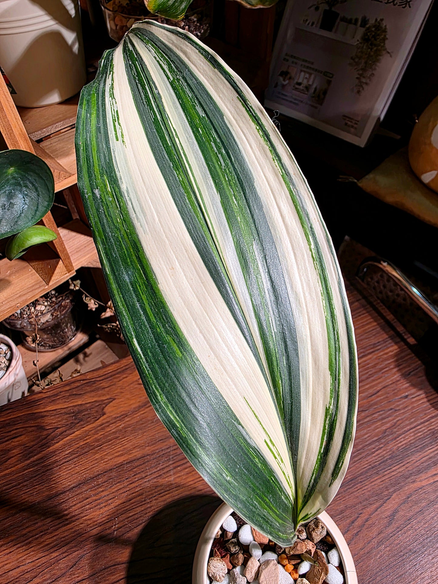 Aspidstra elatior variegated 斑葉一葉蘭
