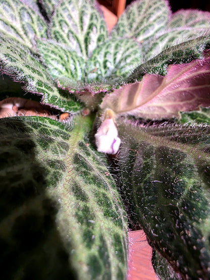 Primulina sp 報春苦苣苔