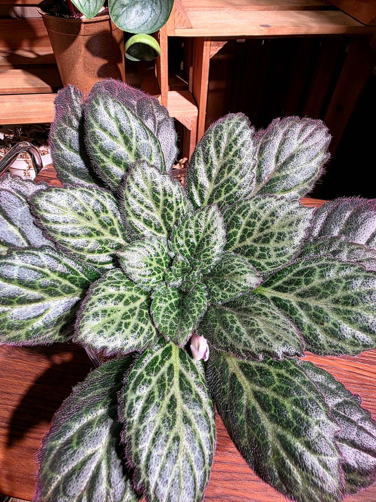 Primulina sp 報春苦苣苔