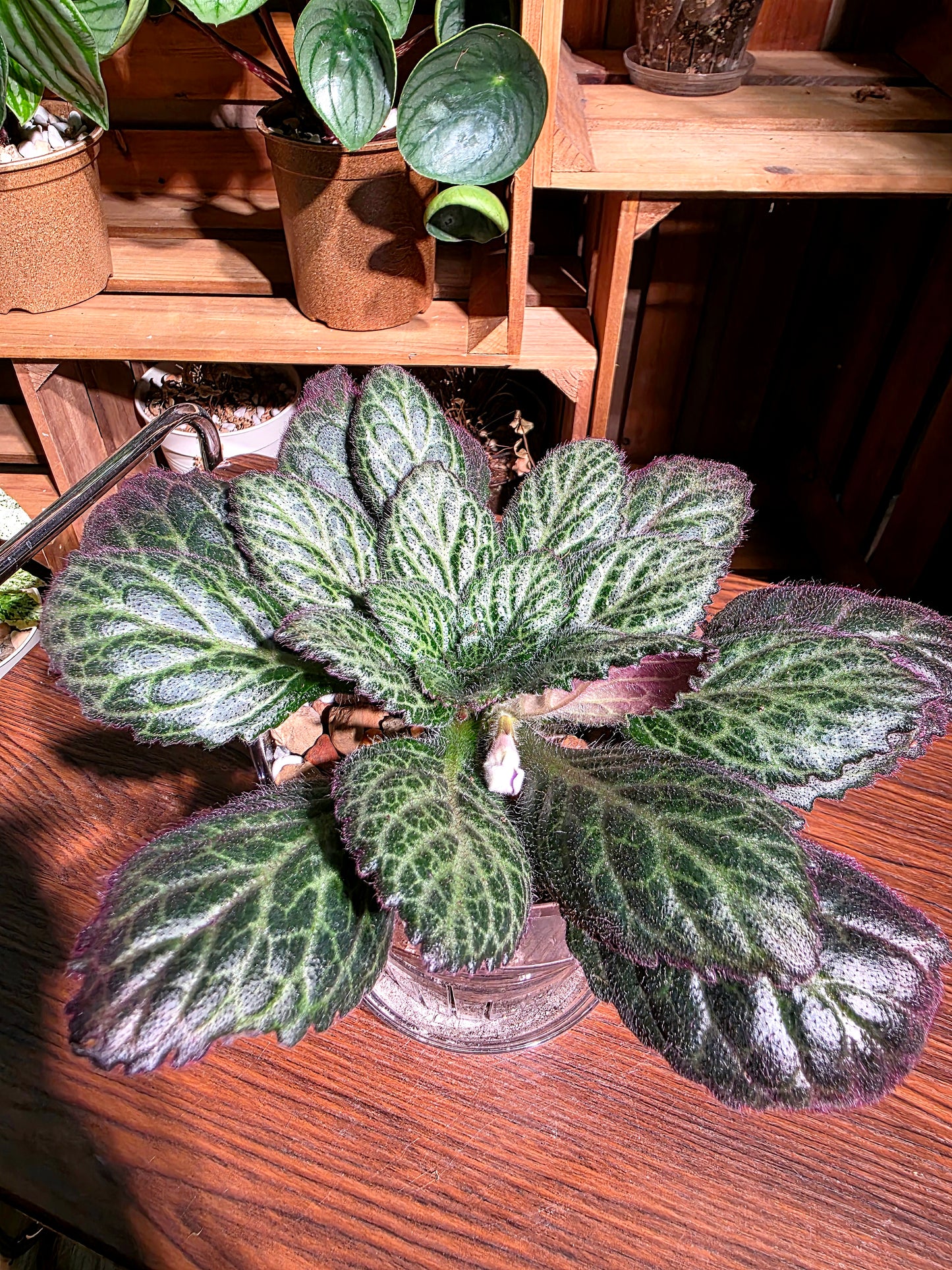 Primulina sp 報春苦苣苔