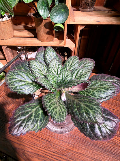 Primulina sp 報春苦苣苔