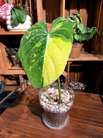 Philodendron gloriosum variegated 斑葉錦緞蔓綠絨