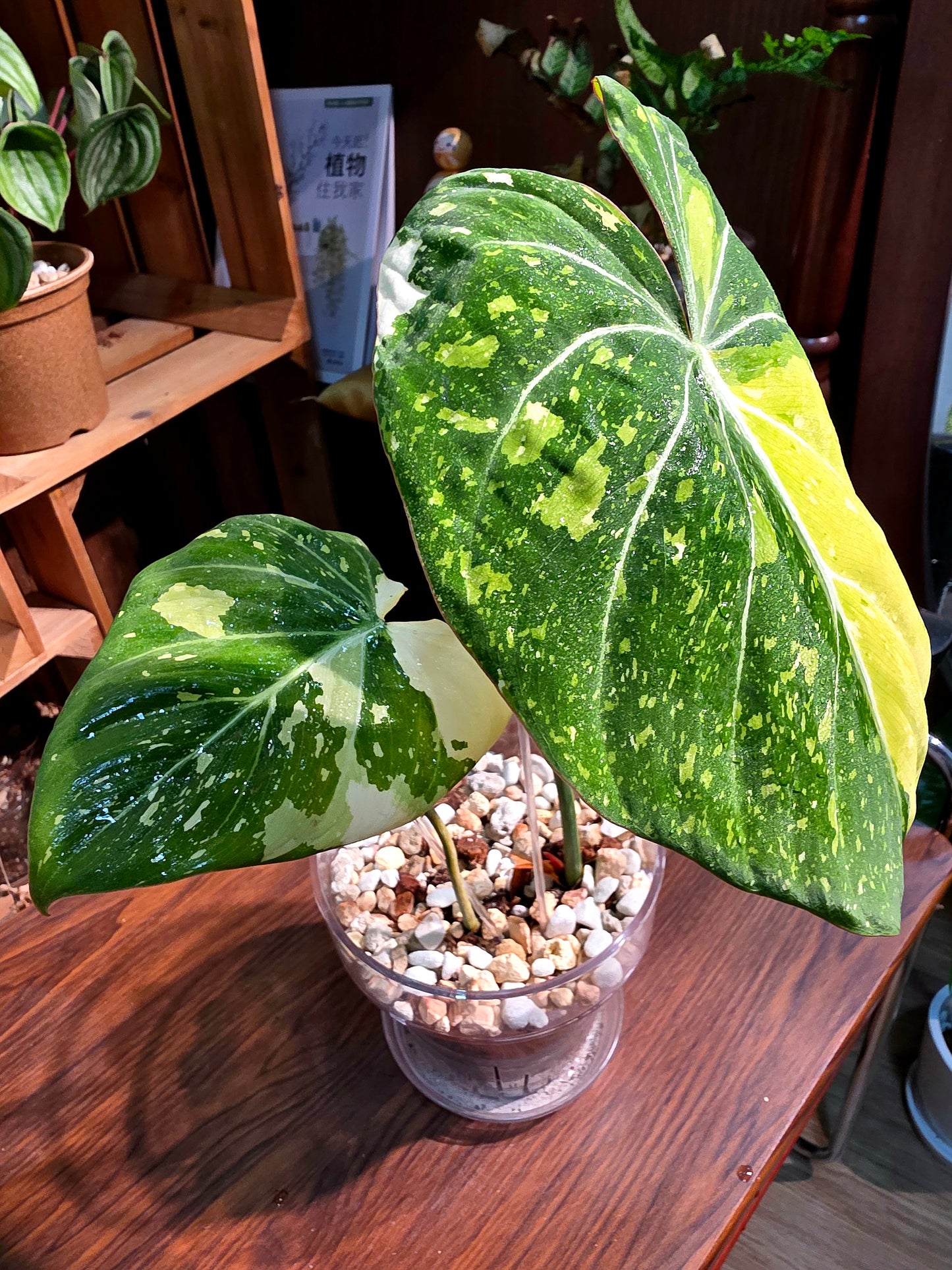 Philodendron gloriosum variegated 斑葉錦緞蔓綠絨