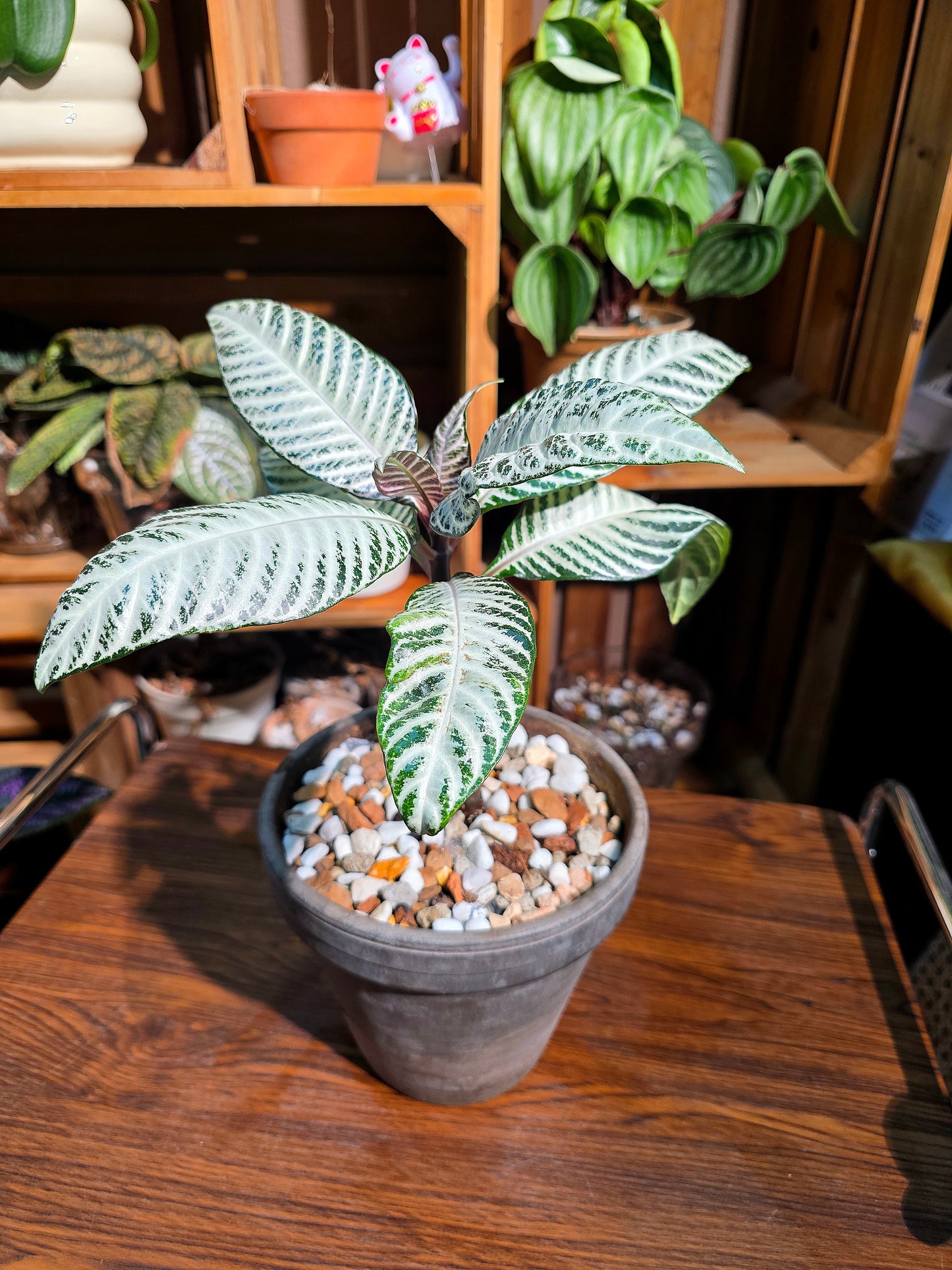 Aphelandra Squarrosa Snow White 白雪爵床