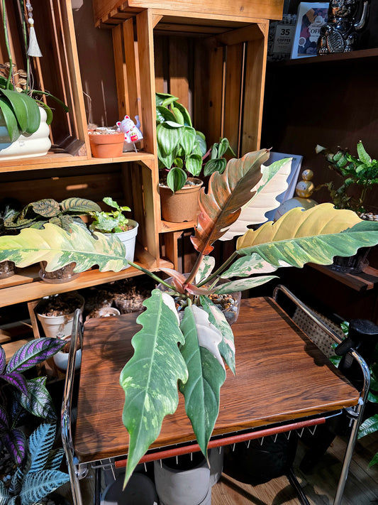 Philodendron caramel marble variegated 焦糖大理石蔓綠絨