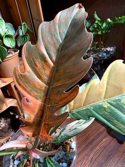 Philodendron caramel marble variegated 焦糖大理石蔓綠絨
