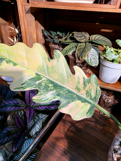 Philodendron caramel marble variegated 焦糖大理石蔓綠絨