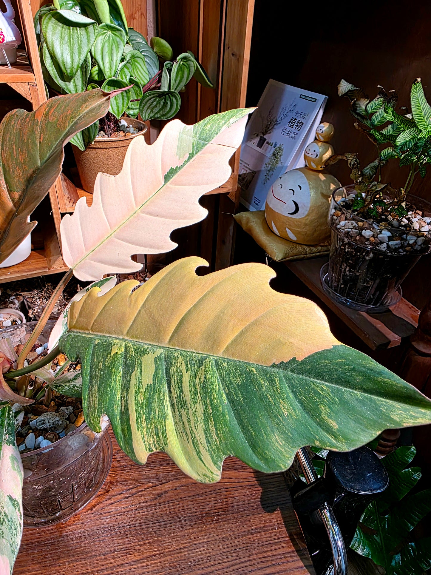 Philodendron caramel marble variegated 焦糖大理石蔓綠絨