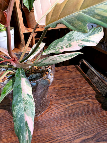 Philodendron caramel marble variegated 焦糖大理石蔓綠絨