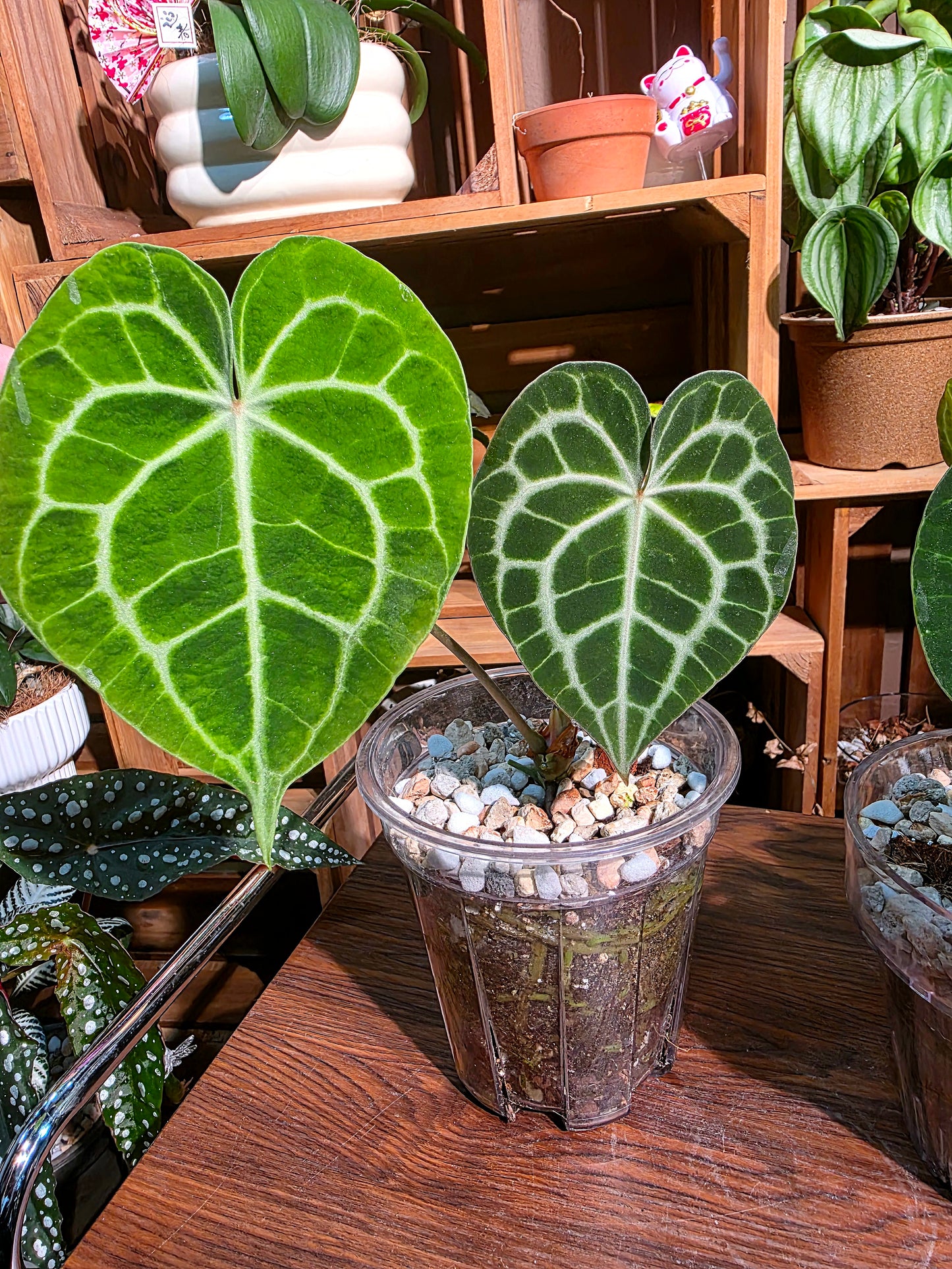 Anthurium clarinervium 圓葉花燭
