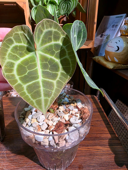 Anthurium clarinervium 圓葉花燭