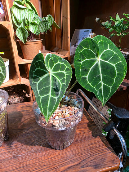 Anthurium clarinervium 圓葉花燭