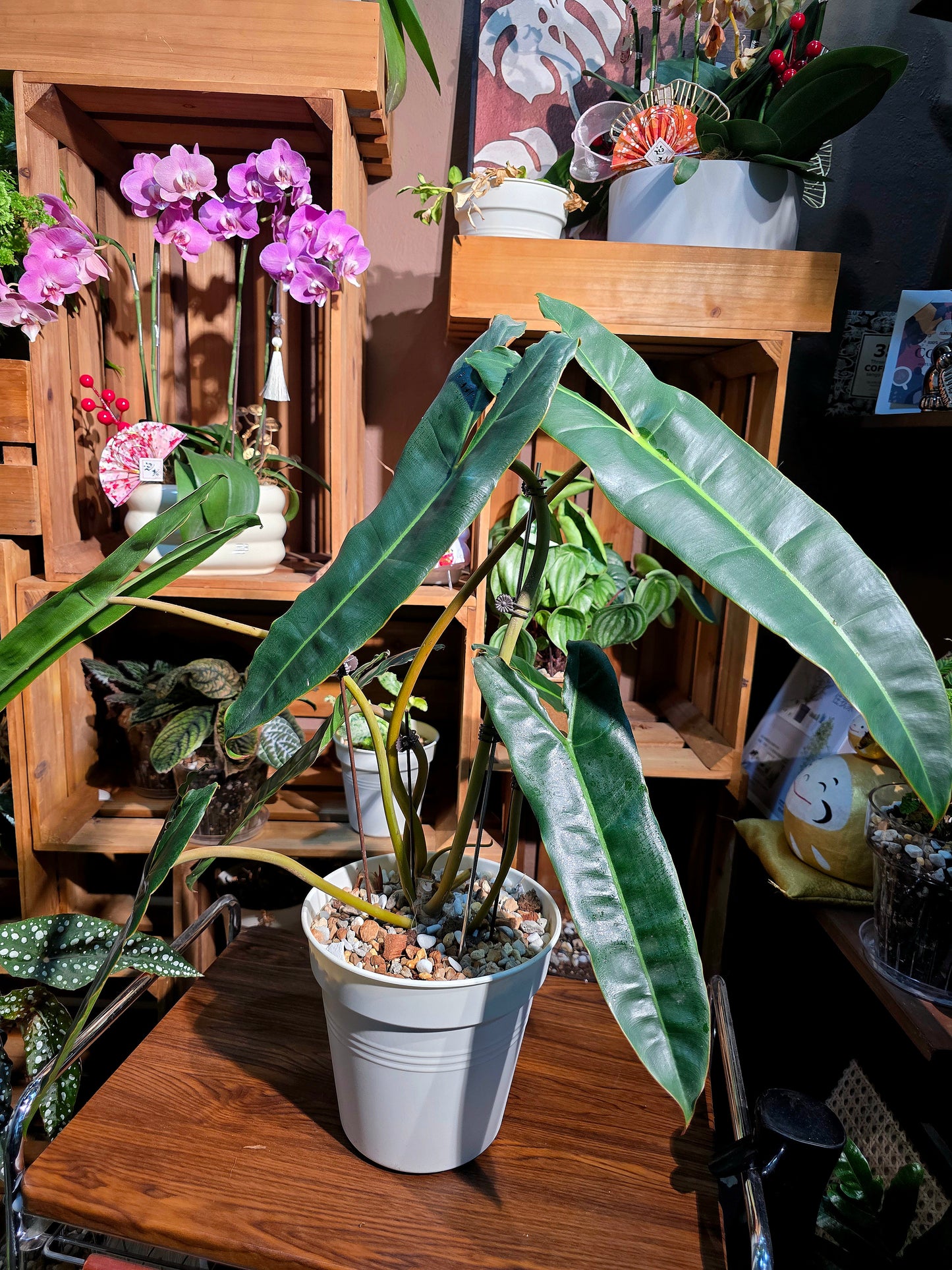 Philodendron billietiae 橙柄蔓綠絨