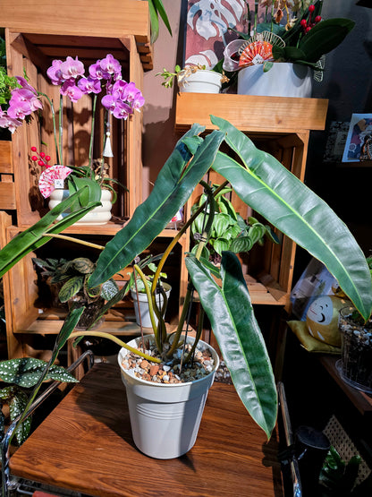 Philodendron billietiae 橙柄蔓綠絨