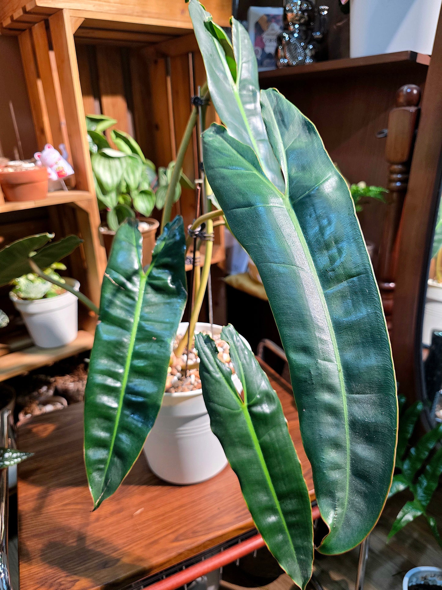 Philodendron billietiae 橙柄蔓綠絨