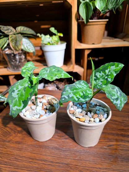 Aglaonema Pictum Tricolor 迷彩粗肋草