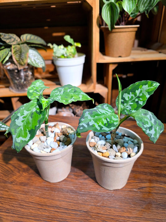 Aglaonema Pictum Tricolor 迷彩粗肋草